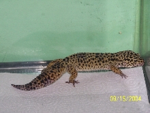 Petri1