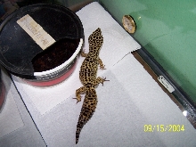 Petri2