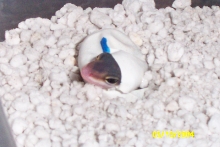 hatching baby