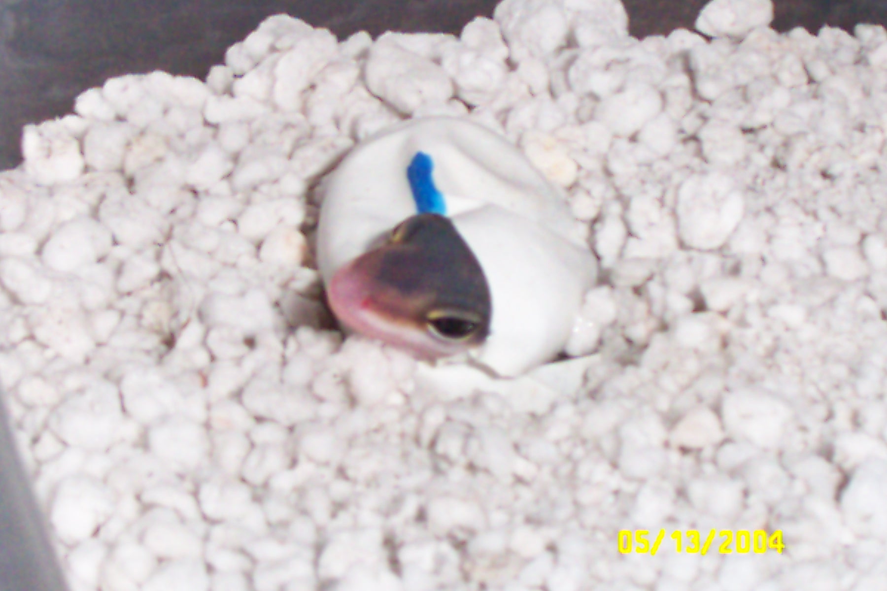 hatching baby