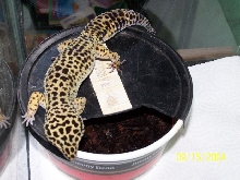 Petri3