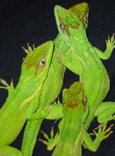 All of my Knight Anoles
