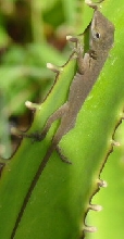 Baby Anole