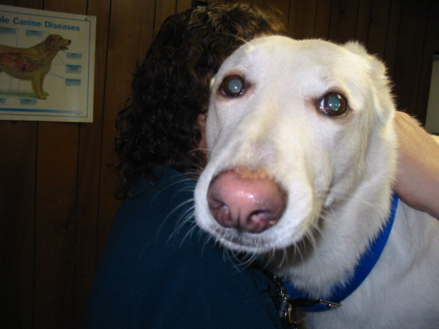 Neo at the vet