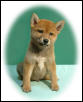 Little shiba inu