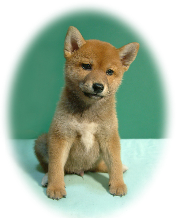 Little shiba inu