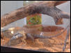 my first bearded dragon