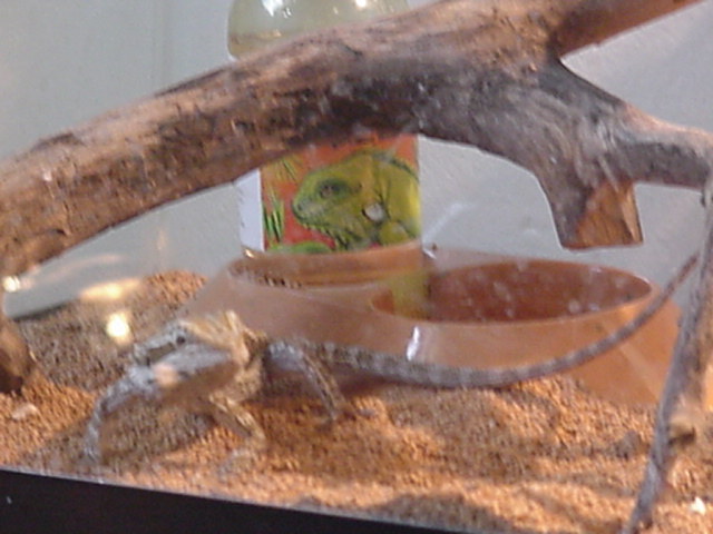 my first bearded dragon