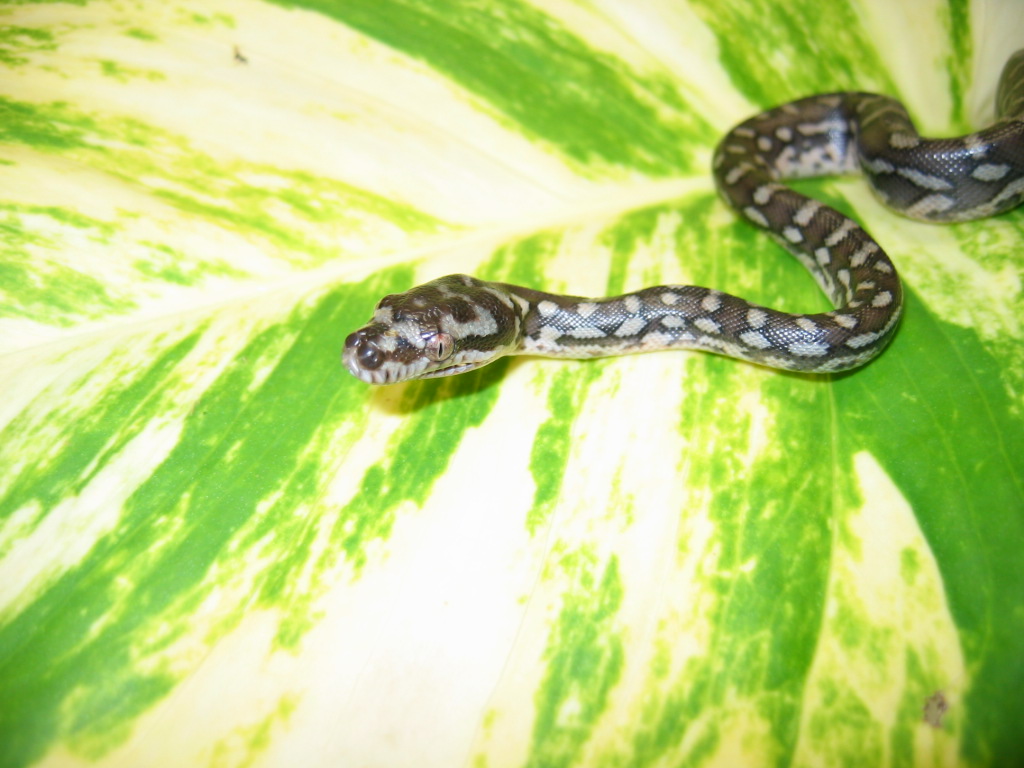 Neonate Bredli