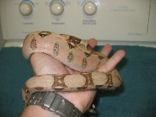 Pastel BCI
