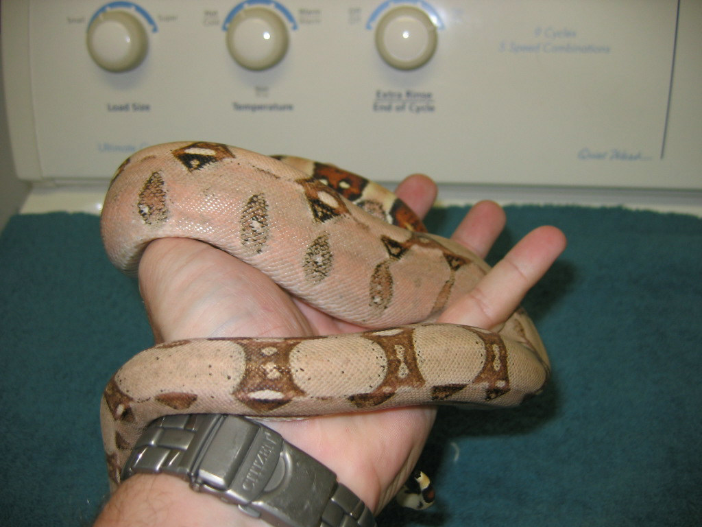 Pastel BCI