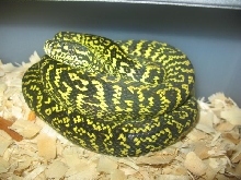 Zebra Male