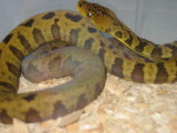 Timor Python