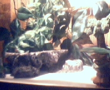 Leopard Gecko Setup