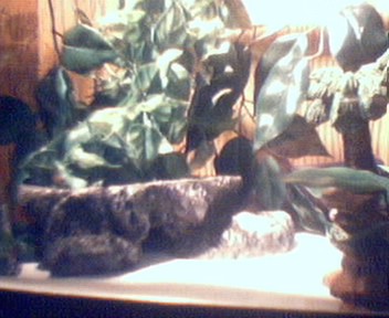 Leopard Gecko Setup