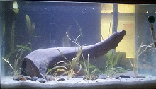 female betta planted tank started