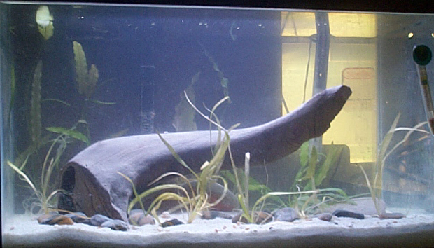 female betta planted tank started