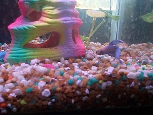 Betta