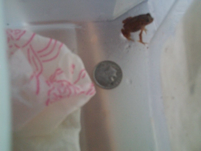 Tiny Toad