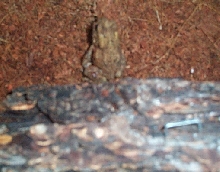 woodhouse toad