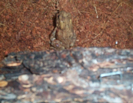 woodhouse toad