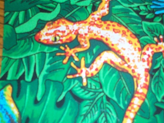 aboreal gecko