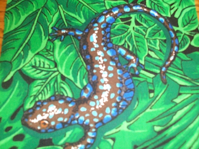 blue and black salamander
