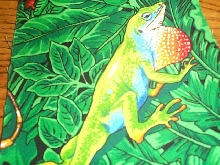 male green anole