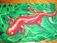 red spotted salamander