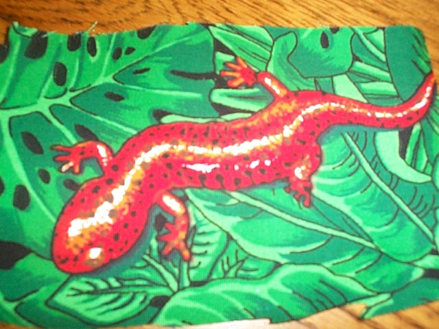 red spotted salamander
