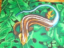 blue tailed skink