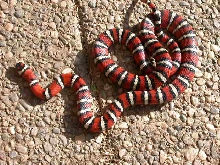 adult male proven pyro santa rita