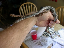 anery and het anery flavirufa pair