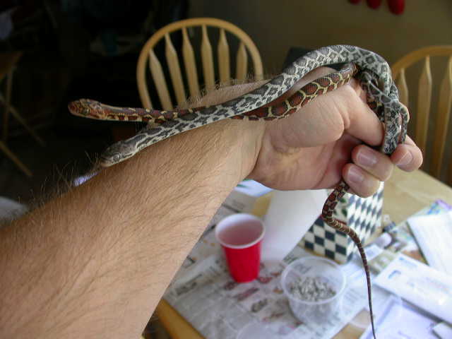 anery and het anery flavirufa pair