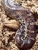 This pic of my Sumatran STP was taken this past January. He was 11 months o
