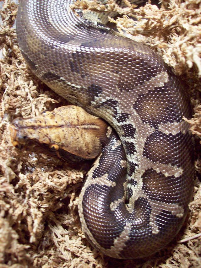 This pic of my Sumatran STP was taken this past January. He was 11 months o