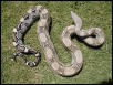 Anery male NFS