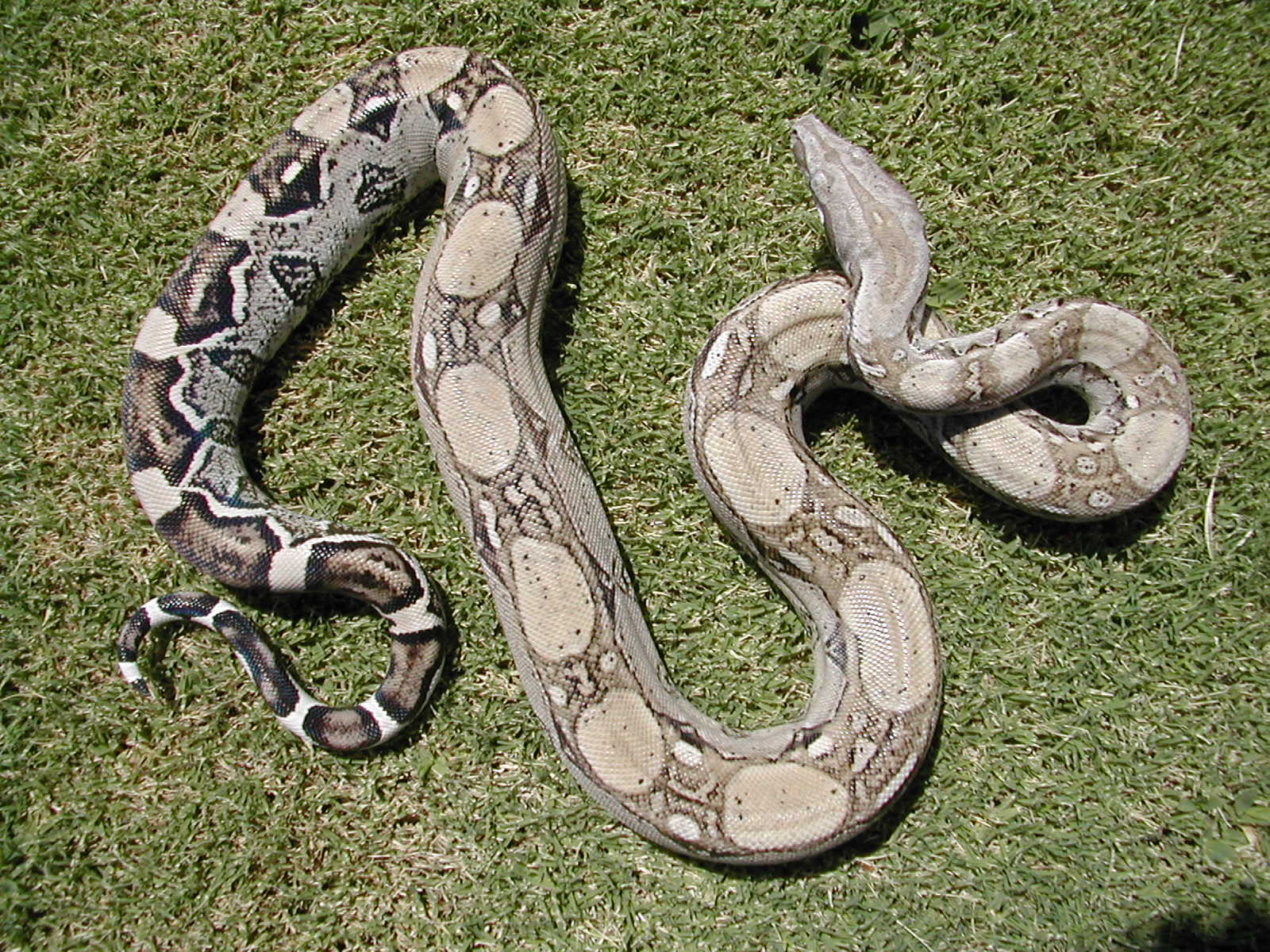 Anery male NFS