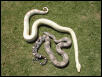 Male Anery Female Albino