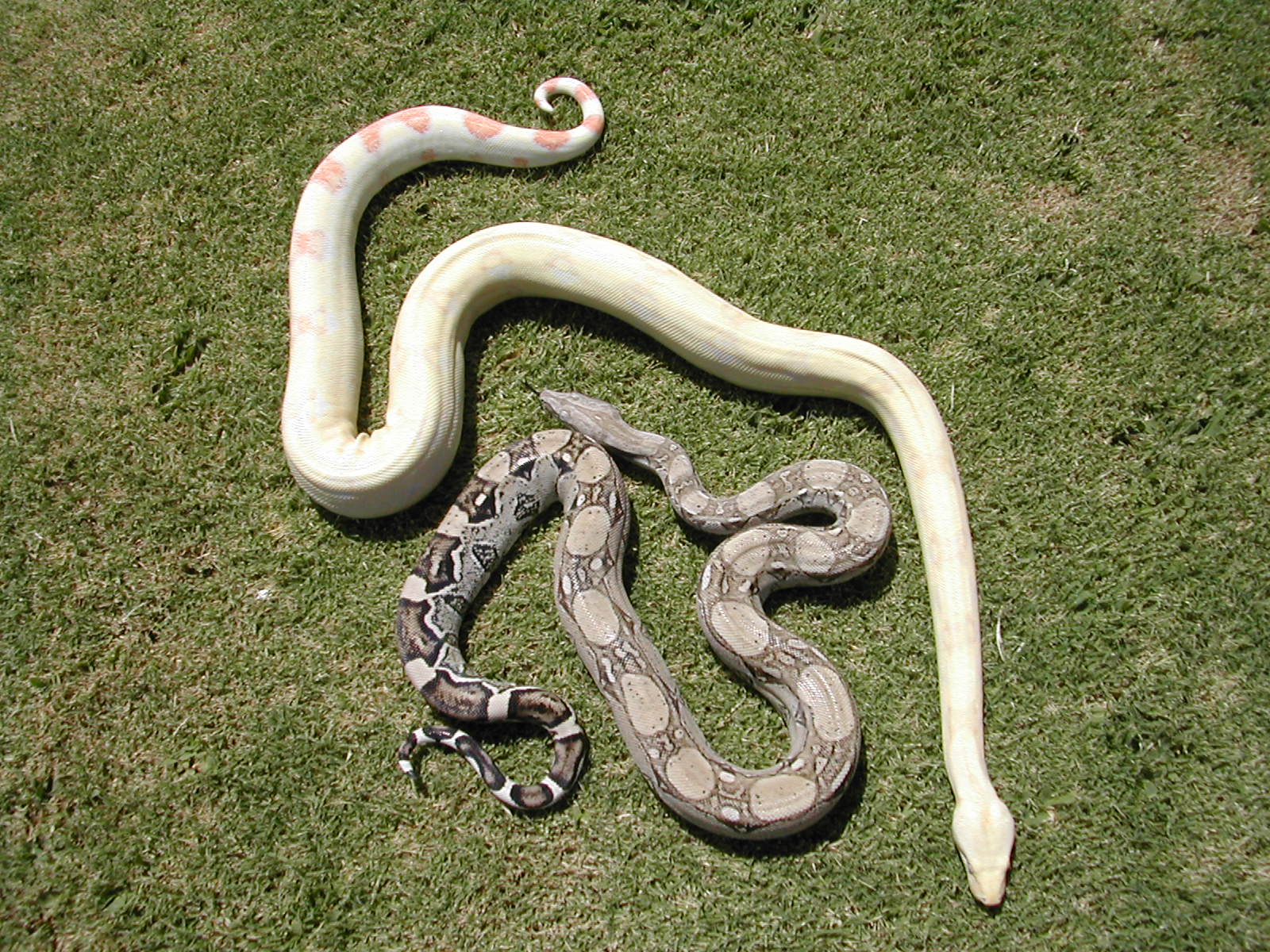 Male Anery Female Albino