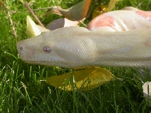 Albino female NFS