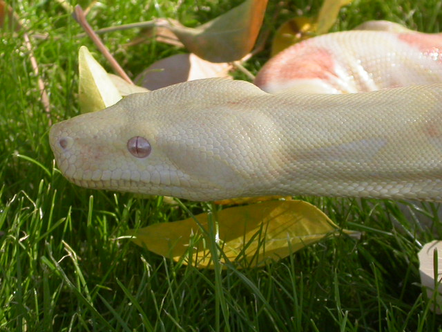 Albino female NFS