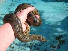 My baby green anaconda