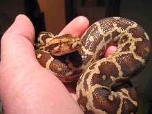 Indian Python