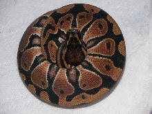 RonBall