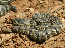 Molossus juvenile