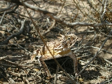 horny toad