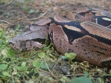Suriname female outside