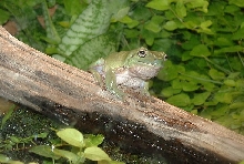 Frog on a log