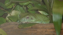 Lazy frog